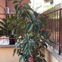 Ficus