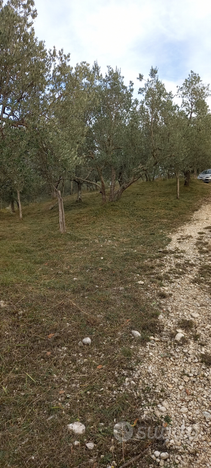 Terreno con bosco e oliveto