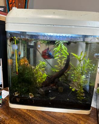 Acquario