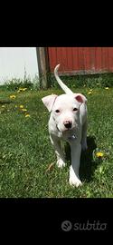 Dogo argentino cuccioli