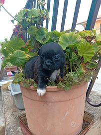 Chihuahua