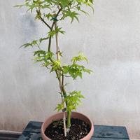 Prebonsai Acero palmato verde