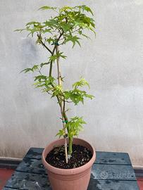Prebonsai Acero palmato verde