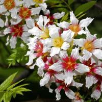 Xanthoceras sorbifolia Castagno cinese 15cm