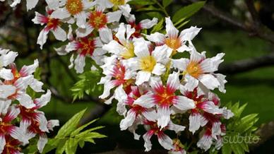 Xanthoceras sorbifolia Castagno cinese 15cm