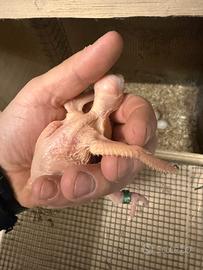 Pulli dí parrocchetto dal collare