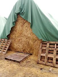 fieno