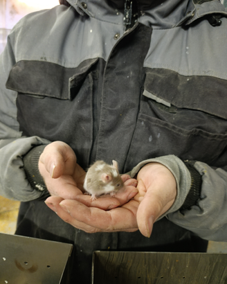 Mus musculus