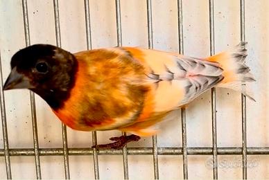 Cardinalino del Venezuela Silice , bruni-pastello