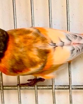 Cardinalino del Venezuela Silice , bruni-pastello