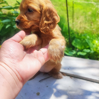 Cocker Spaniel Inglese Cucciolo