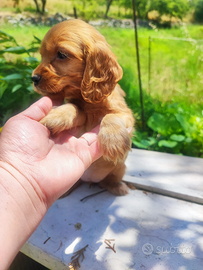 Cocker Spaniel Inglese Cucciolo
