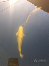 Carpa koi
