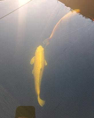 Carpa koi