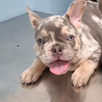 Disponibile cucciolo di bulldog francese