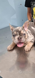 Disponibile cucciolo di bulldog francese