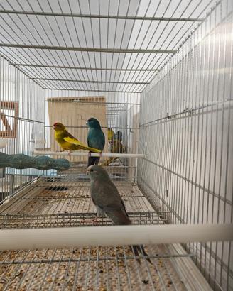 Kakariki