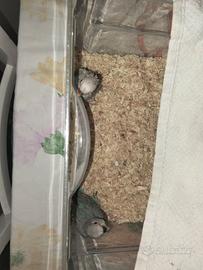 inseparabili 