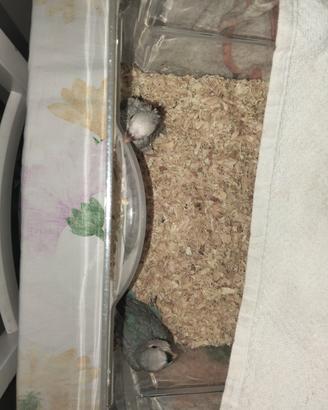 inseparabili 