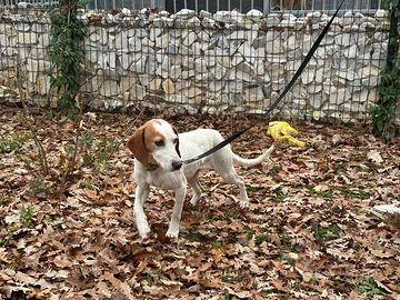 Cagnolina da caccia al cinghiale
