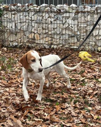 Cagnolina da caccia al cinghiale