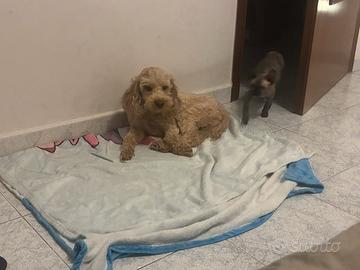 Barboncina 3 anni