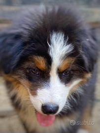 Australian Shepherd Pastore Australiano maschio