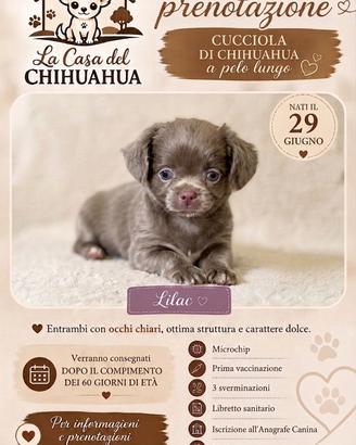 Cucciole chihuahua lilac pelo lungo