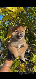 Shiba inu