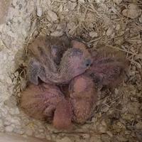 Pappagalli inseparabili allevati a mano