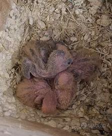 Pappagalli inseparabili allevati a mano