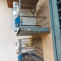 Coppia canarini pronti per la cova