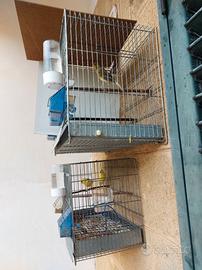 Coppia canarini pronti per la cova