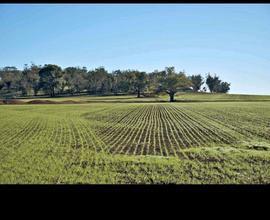 Terreno agricolo