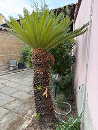 Nr 2 Palma Cycas Revoluta