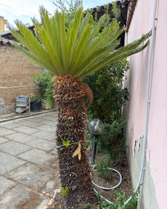 Nr 2 Palma Cycas Revoluta