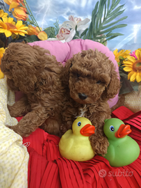 Femminucce Barboncino Taglia Piccola Toy