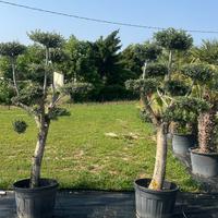 OLIVO SECOLARE PON PON