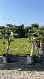 OLIVO SECOLARE PON PON