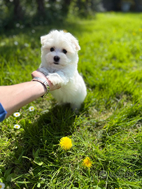 Cuccioli maltese maschio