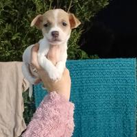 Jack russell zampa corta nani