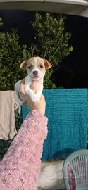 Jack russell zampa corta nani