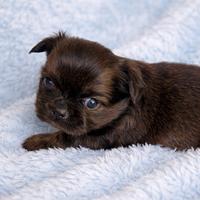 Chihuahua maschietti dolcissimi belli belli