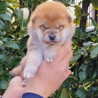 Cuccioli Shiba Inu da Allevamento