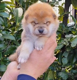 Cuccioli Shiba Inu da Allevamento