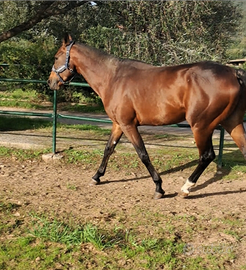 Stallone arabo 5 anni