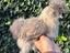 Immagine 2