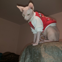 Sphynx maschio