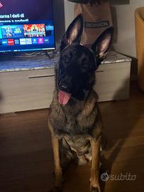 Harvey il cane che tutti vorrebbero (ancora disp)