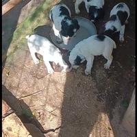 Vendita cuccioli incrocio setter/spring